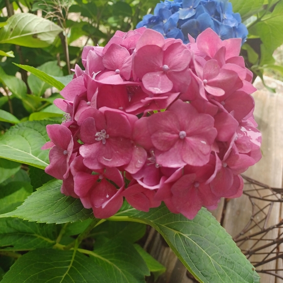 🩷LoveDrunkWhimsy🩷 - Picture 3 of 11